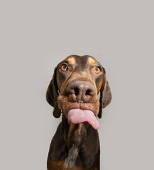Funny pose tongue farting by a vizsla puppy dog. Isolated on grey white background