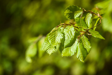 Fresh leaves in the forest. Beautiful spring blooming leaves.