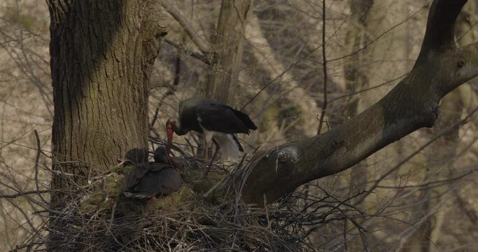Black Stork Ciconia Nigra Bird Incubating Eggs In Tree Nest  Slow Motion Image
