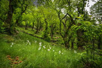 Marroniwald mit weissen Lilien IV