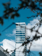 The tower of a tall building, which is visible from under the branches of a tree