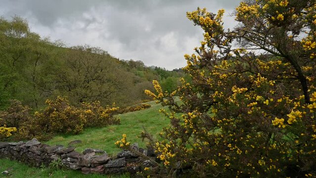 Establishing shot of yellow gorse bushes gently blowing in the wind in the Peak District, UK.