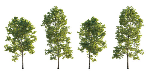 Set of large trees sycamore platanus trees isolated png on a transparent background perfectly cutout