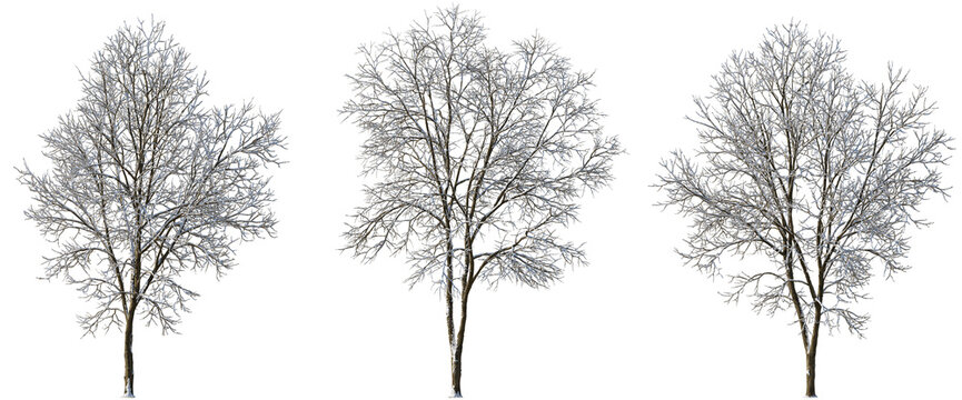 Set of 4 large winter various snowed trees isolated png on a transparent background perfectly cutout
