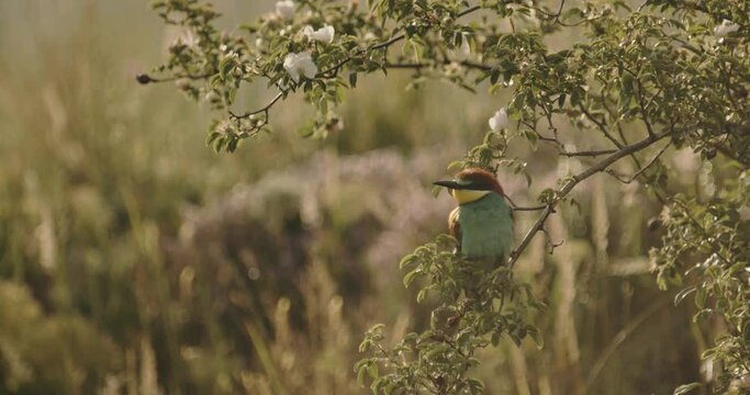 European Bee-Eater - Merops Apiaster On A Branch