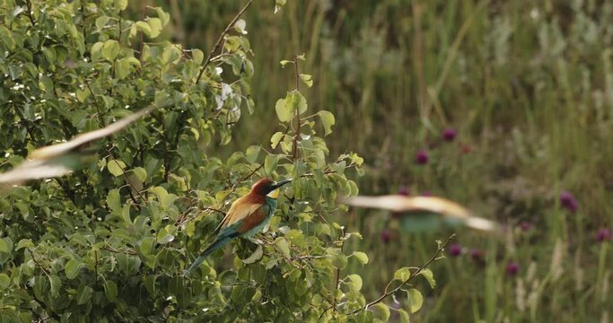 European Bee-Eater -Merops Apiaster- Flock In A Tree  Slow Motion Image