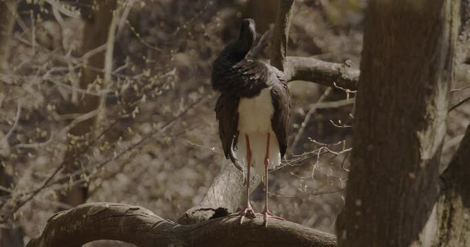 Black stork watching on a branch in a spring forest Slow Motion Image