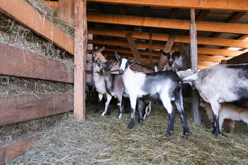 Breeding of purebred alpine goats on the farm. Milky goats without horns. Goats look camera and eat hay