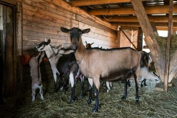 Breeding of purebred alpine goats on the farm. Milky goats without horns. Goats look camera and eat hay