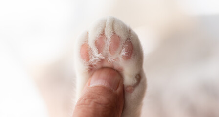 Fototapeta premium 可愛い猫の足