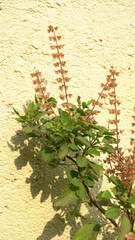Holy basil, tulasi or tulsi, is an aromatic perennial plant in the family Lamiaceae.Tulsi is kept on earthenware.Is also known as Ayurvedic Tulsi (Queen of herbs).