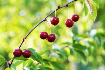 Detail of ripe red sour cherries on tree