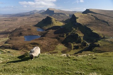Owca w Szkocji