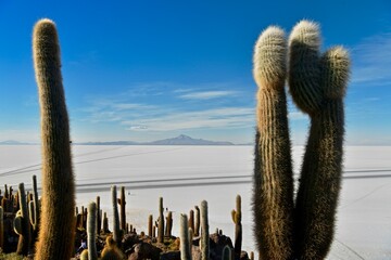 Cactus