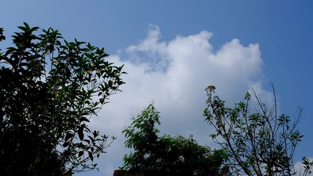 time lapse, sunlight, leaf, video, footage, motion, indonesia, landscape, nature, silhouette, bright, background, alone, dramatic, emotion, gold, horizon, lonely, magic, mood, sad, storm, sunrise, wid