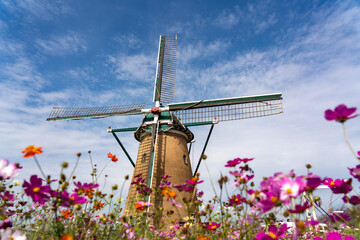 Cosmos Blooming in the Background of the Dutch style windmill at Sakura, Chiba, Japan.