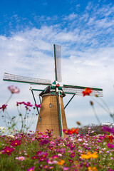 Cosmos Blooming in the Background of the Dutch style windmill at Sakura, Chiba, Japan.