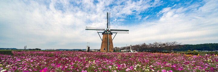 Cosmos Blooming in the Background of the Dutch style windmill at Sakura, Chiba, Japan.