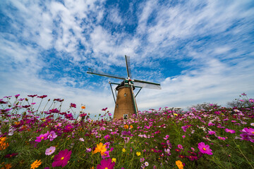 Cosmos Blooming in the Background of the Dutch style windmill at Sakura, Chiba, Japan.