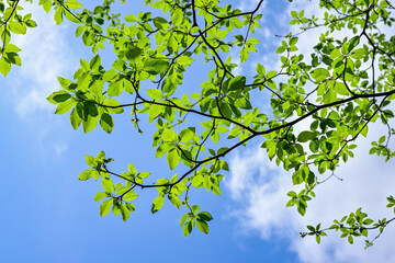 青空と新緑
