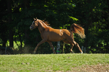 Fototapeta premium Arabischer Hengst auf der Weide