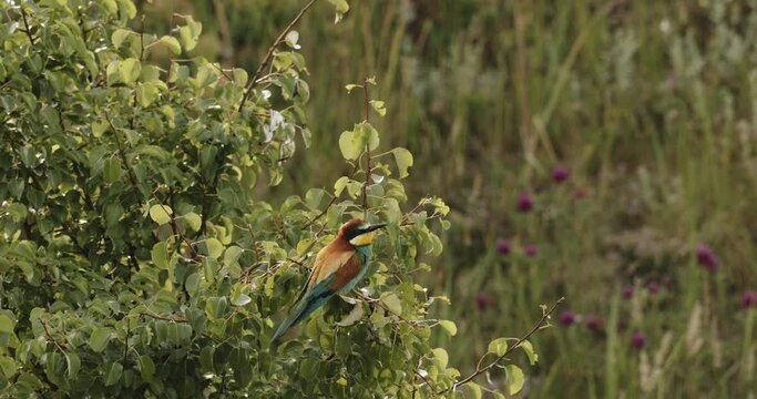 Bee-Eater - Merops Apiaster Slow Motion Image