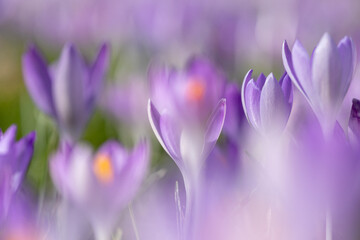 Soft and tender violet, purple, lilac beauty crocus tommasinianus, flowerbed in spring in the...