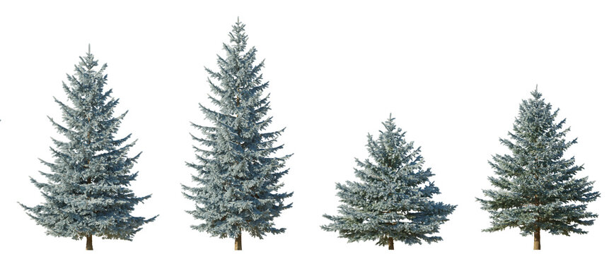 Set of 4 picea pungens colorado blue spruce evergreen pinaceae needled tree isolated png on a transparent background perfectly cutout 