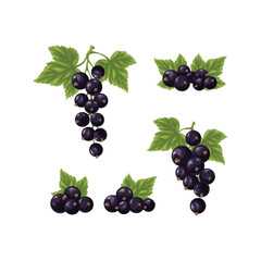 A set of black currants. Three branches with ripe black currant and green leaves. Twigs with ripe currant berries. Vector illustration on a white background