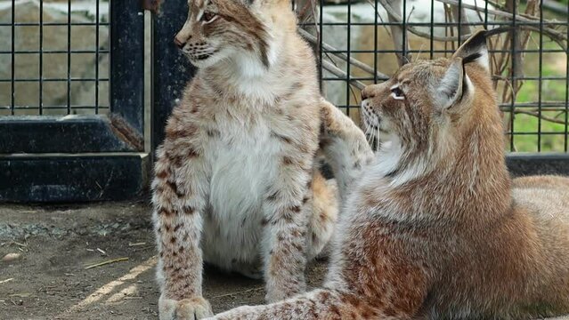 Close-up portrait of two lynxes lying in the zoo enclosure, smooth movement of the camera.