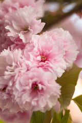 Blooming pink lush sakura. An incredible pink spring. A park drowned in pink flowers. Flower dessert. Cherry blossoms: a moment of unearthly beauty. The romance of spring blossoms.