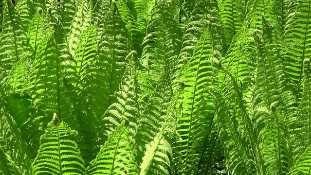 Big green plant of fern Polypodiopsida