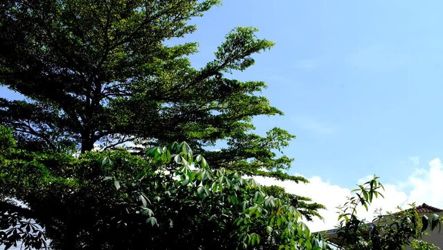 time lapse, sunlight, leaf, video, footage, motion, indonesia, landscape, nature, silhouette, bright, background, alone, dramatic, emotion, gold, horizon, lonely, magic, mood, sad, storm, sunrise, wid