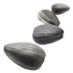 Flying sunflower black seeds, cut out