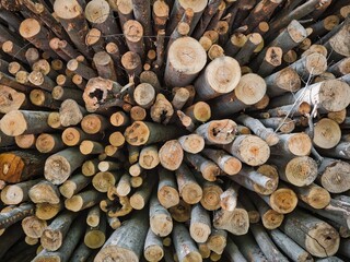 A pile of cut trees together as a texture or background
