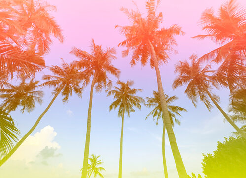 Summer with colorful theme as palm trees background as texture frame background