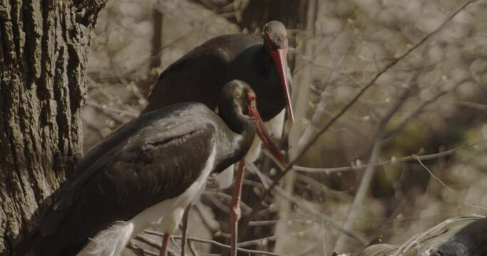 Black Stork - Ciconia Nigra Large Black Bird In Family Ciconiidae Close up Image