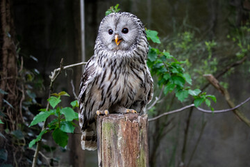 Ural owl close up. Strix uralensis