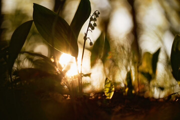 Fototapeta Konwalia majowa w lesie obraz
