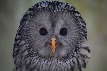 Ural owl close up. Strix uralensis