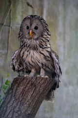 Ural owl close up. Strix uralensis
