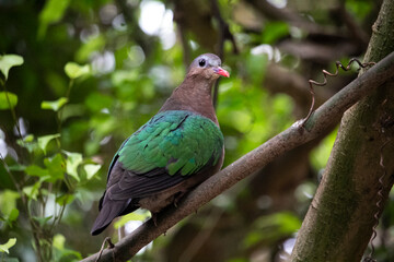 The common emerald dove, emerald dove and grey-capped emerald dove