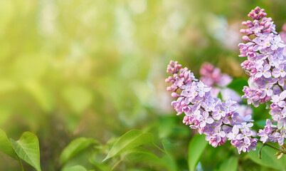 Spring background. Lilac branches on a green bokeh background. Sunny day. Nature.