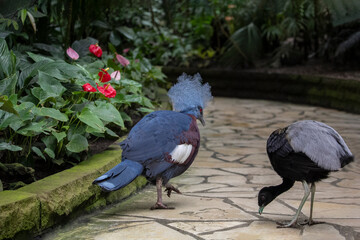 Sclater's crowned pigeon, Goura sclaterii and grey winged Trumpeter