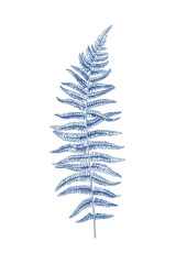 Fern. Fern leaf. Blue. Botanical illustration. Art line style.