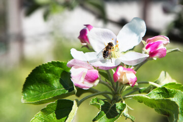 Bee drinks nectar while sitting on a flower. Blossoming apple tree.