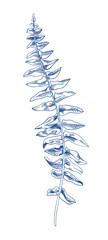 Fototapeta na wymiar Fern. Fern leaf. Blue. Botanical illustration. Engraving style. Outline illustration without fill.