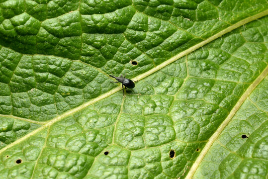 Beetle weevil pest of vegetable gardens on a green leaf