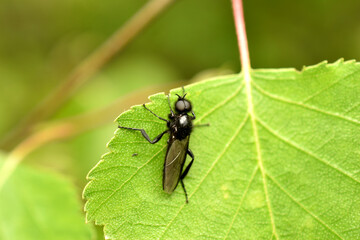 Thick-legged Mark, a spring fly drinks nectar.