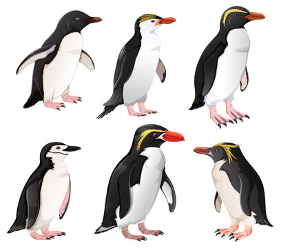 Set of penguins in different species